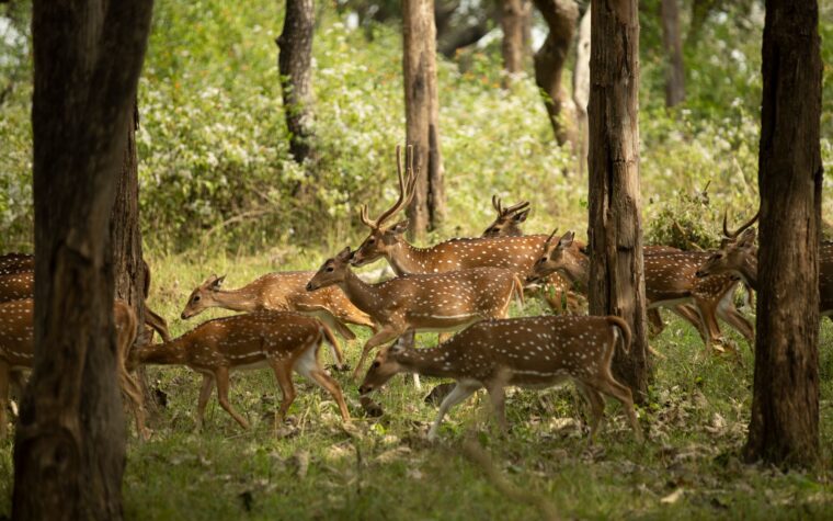 Animales en España enfrentan amenaza de incendios forestales