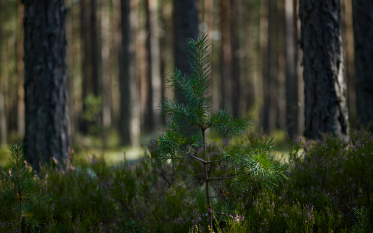 Macron se compromete a reforestar áreas afectadas por incendios