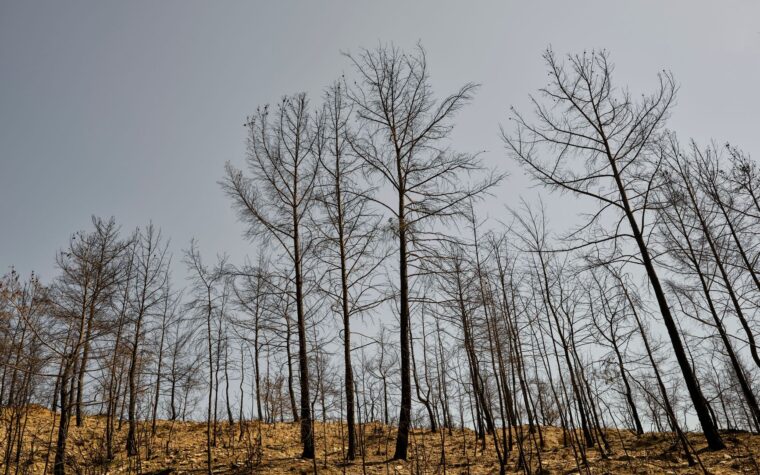 Crecen los incendios forestales y aumenta el escepticismo climático