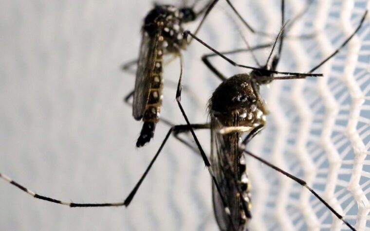 Aedes aegypti: metade das cidades enfrenta alerta de risco
