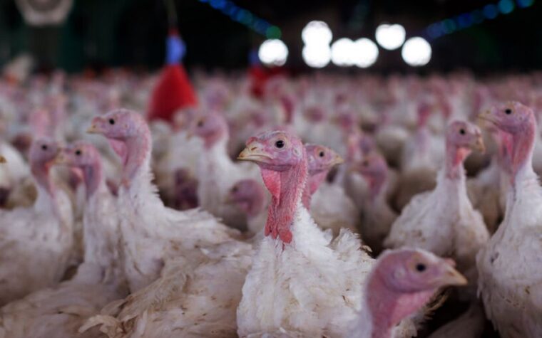 Aves de granja em Santa Catarina são afetadas por surto sanitário